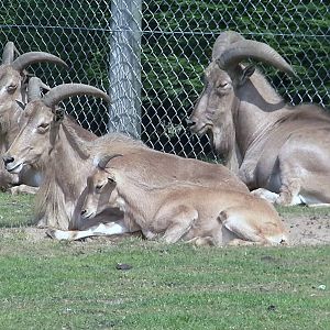 Barbary Sheep - 03.08.2011