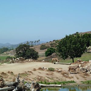 Africa Tram Tour - Roan Antelope