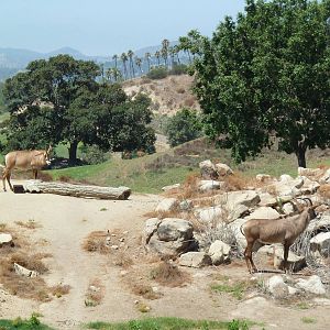 Africa Tram Tour - Roan Antelope