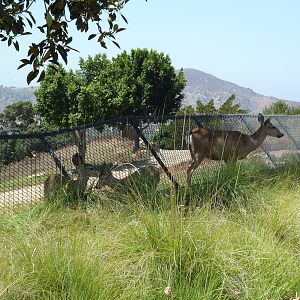 Africa Tram Tour - Wild Mule Deer