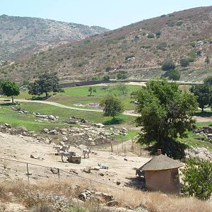Africa Tram Tour - Grevy's Zebra Exhibit