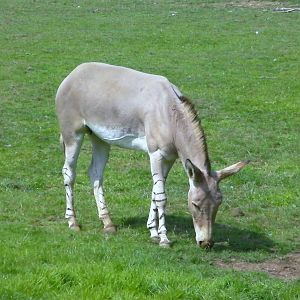 Somali Wild Ass - 03.08.2011