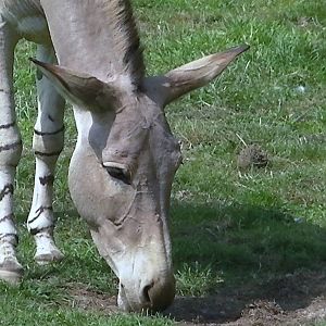 Somali Wild Ass - 03.08.2011