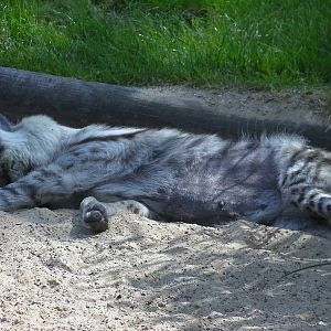 Sleeping Hyena - 03.08.2011