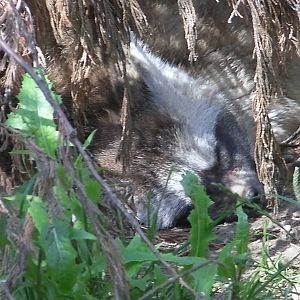 Bat Eared Fox Under Cover - 03.08.2011