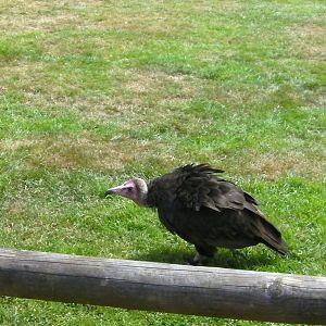 Vulture - 03.08.2011