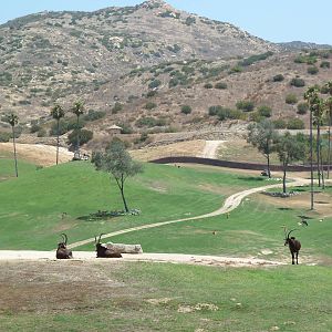 African Plains - Sable Antelope