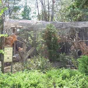 Condor Ridge - Thick-Billed Parrot Exhibit