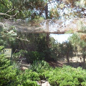 Condor Ridge - Bald Eagle Exhibit