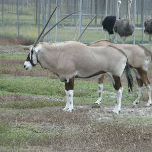 gemsbok