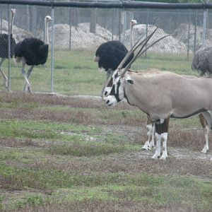 gemsbok