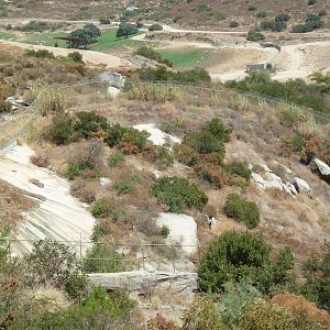 Empty Sumatran Tiger Exhibit