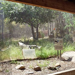 Condor Ridge - Lowland Paca Exhibit
