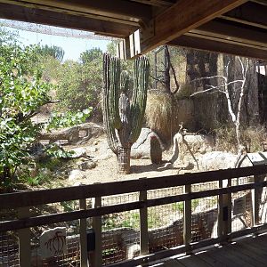 Condor Ridge - Harris' Hawk Exhibit