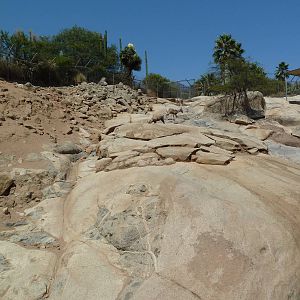 Condor Ridge - Desert Bighorn Sheep Exhibit