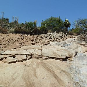 Condor Ridge - Desert Bighorn Sheep Exhibit