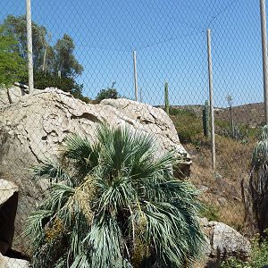 Condor Ridge - California Condor Exhibit