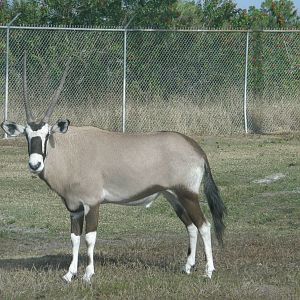 gemsbok