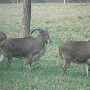 barbary goat
