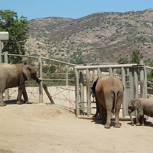 African Elephants