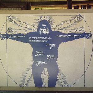 Gorilla Exhibit - Sign