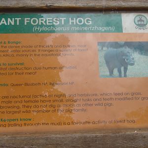 Giant Forest Hog (Hylochoerus meinertzhageni)
