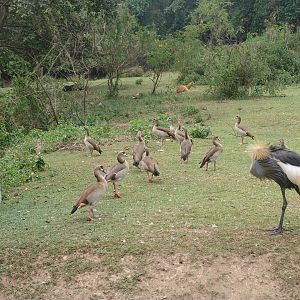 Egyptian Geese (Alopochen aegyptiacus) and eastern Grey Crowned Crane (Bale