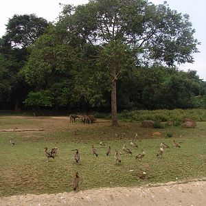 Egyptian Geese (Alopochen aegyptiacus) and Waterbucks (Kobus ellipsiprymnus