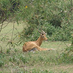Ugandan Kob (Kobus kob thomasi) male