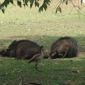 Giant Forest Hogs (Hylochoerus meinertzhageni)