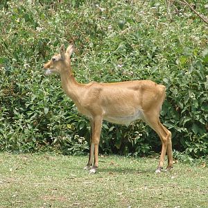 Ugandan Kob (Kobus kob thomasi) female