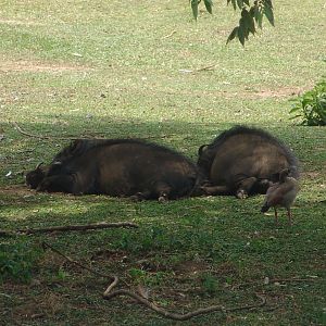 Giant Forest Hogs (Hylochoerus meinertzhageni)