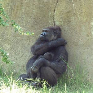 Gorilla Exhibit - Mom + 5 Week-Old Baby