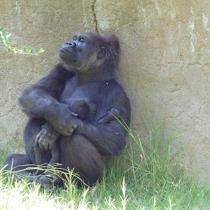 Gorilla Exhibit - Mom + 5 Week-Old Baby