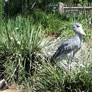 Mombasa Lagoon - Shoebill Stork