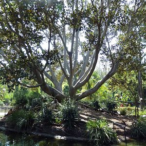 Mombasa Lagoon - Ring-Tailed Lemur Exhibit