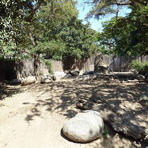 Mombasa Lagoon - Red River Hog Exhibit