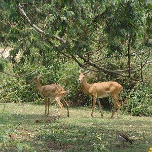 Ugandan Kob (Kobus kob thomasi)