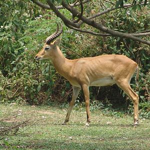 Ugandan Kob male (Kobus kob thomasi)