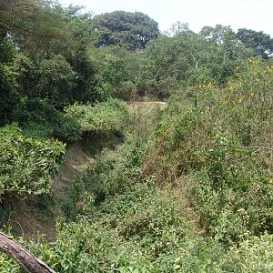 Giant Forest Hog & antelopes 'enclosure'