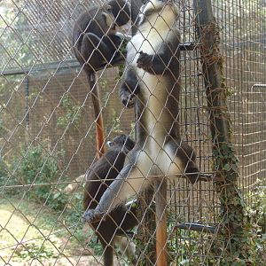 Schmidt's Guenon (Cercopithecus ascanius) aka Red-Tailed Monkey