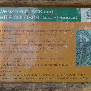 Rwenzori Black & White Colobus (Colobus angolensis ruwenzorii)