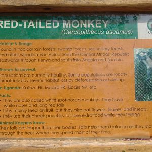 Schmidt's Guenon (Cercopithecus ascanius) aka Red Tailed Monkey