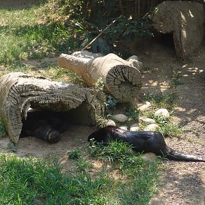 Spotted-necked Otter (Hydrictis maculicollis)
