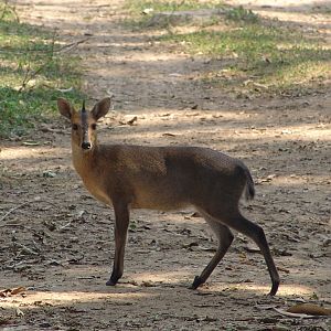 Common Duiker (Sylvicapra grimmia) aka Bush or Grey Duiker