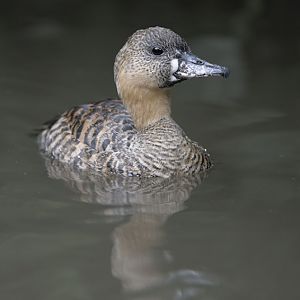 African white-backed duck