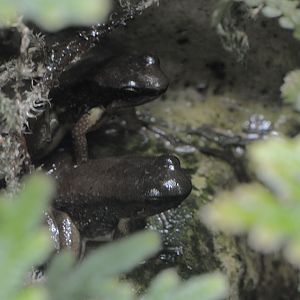 Trinidad stream frogs