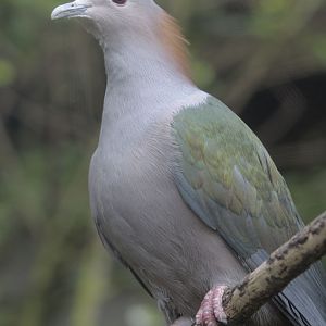 Green imperial pigeon