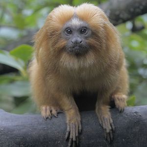Golden lion tamarin