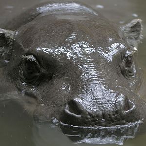 Pygmy Hippo